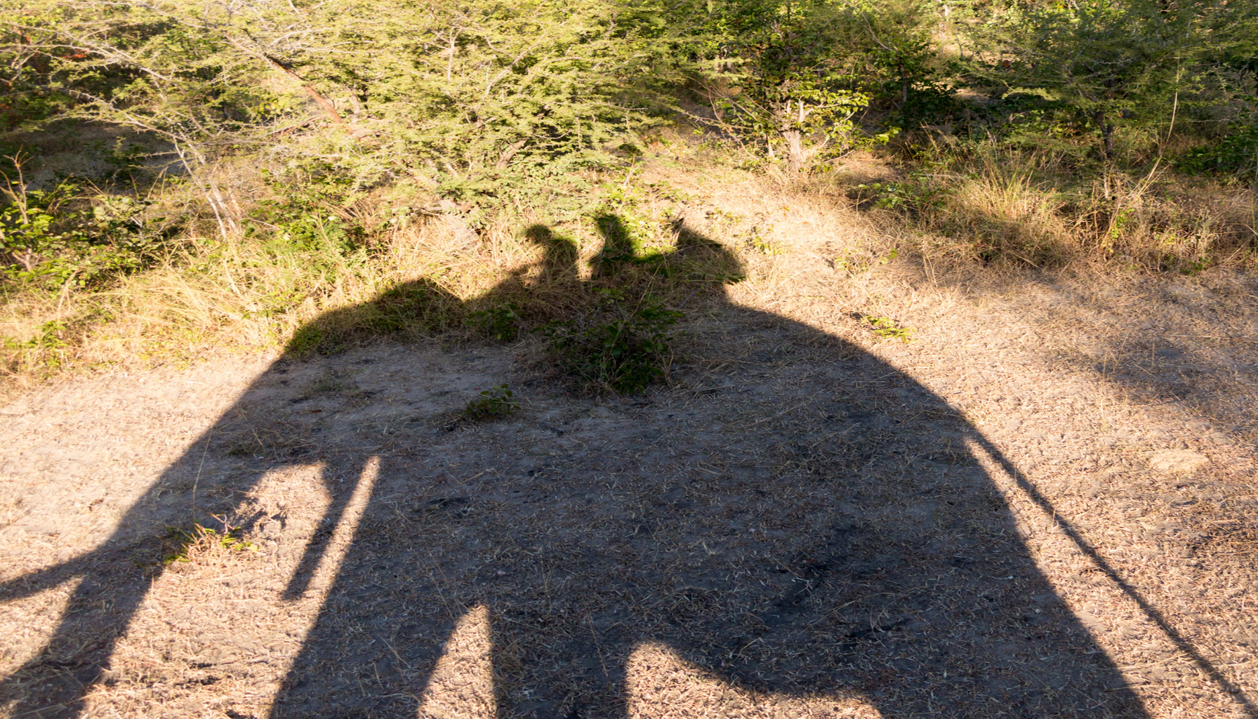 Hoe groot is de olifant in jouw organisatie