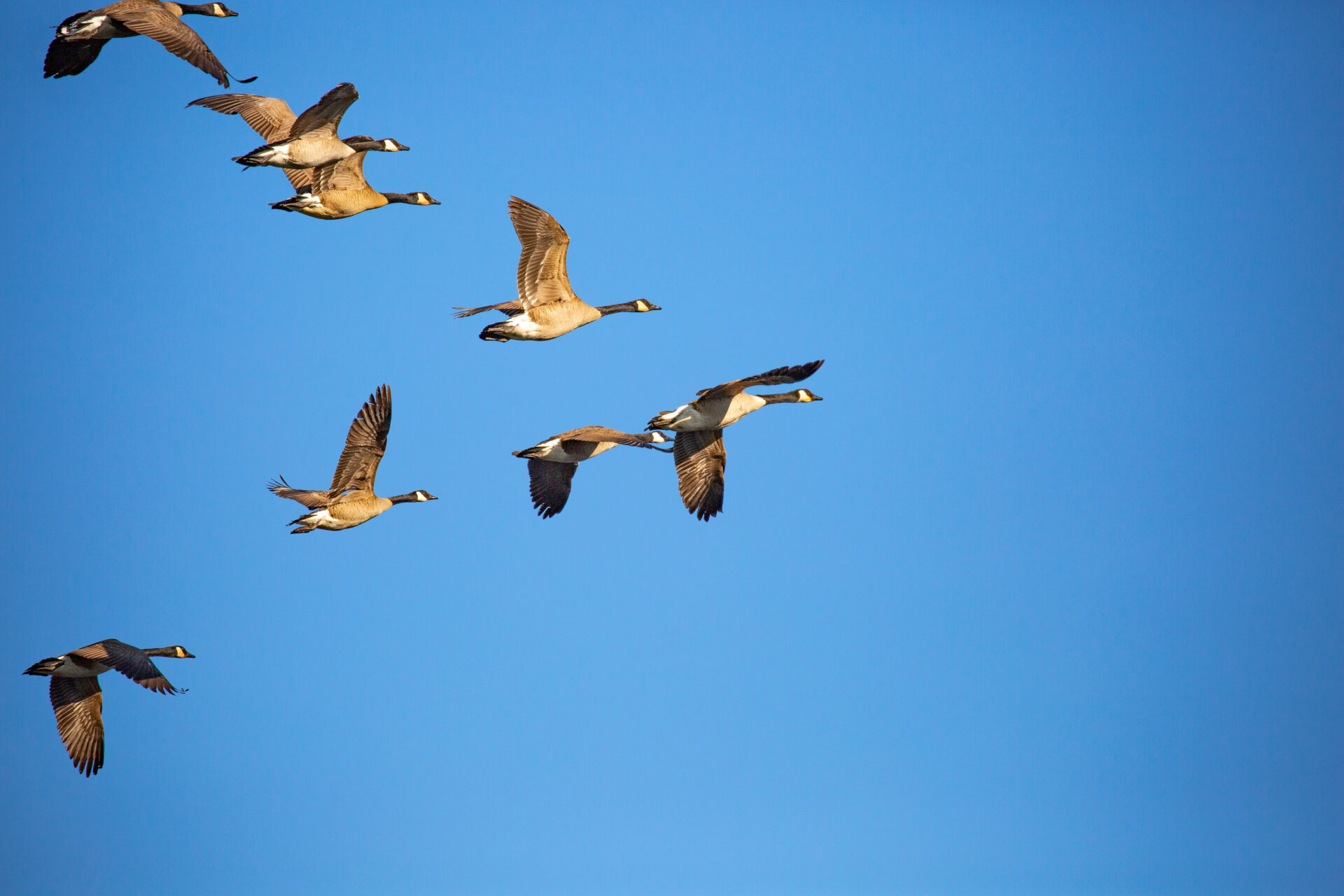 Leiders gaan voorop