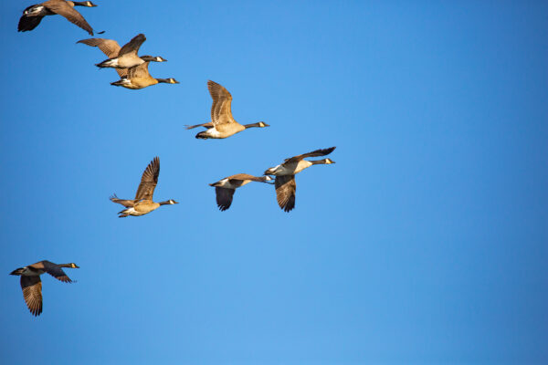 Leiders gaan voorop