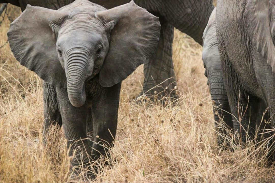 Cultuurverandering-de-olifant-in-beeld